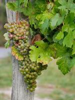 Overripe, spoiled, diseased wine grapes hanging on vine in grape leaves. Close-up bunch of white green grape growing in vineyard. Autumn harvest of grapes photo