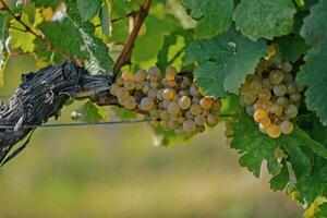 Ripe wine grapes hanging on vine in grape leaves. Close-up bunch of white green grape growing in vineyard. Autumn harvest of grapes. Grapes cultivation for the production of wine photo