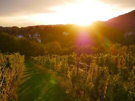 Bright picturesque sunset with lens flare in vineyard rows during harvest season. Grapes cultivation for the production of wine in vineyards in Vienna, Kahlenberg mountain photo
