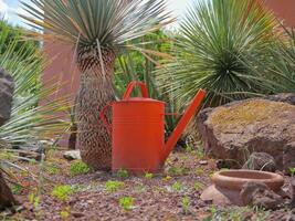 An orange watering can stands on the sand in the garden among small palm trees photo