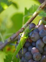 A big green locust grasshopper Phaneroptera nana on ripe wine grapes hanging on vine in grape leaves. Close-up bunch of red blue grape growing in vineyard. Autumn harvest of grapes photo