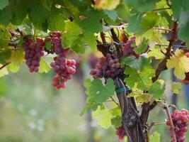 Ripe wine grapes hanging on vine in grape leaves. Close-up bunch of red blue grape growing in vineyard. Autumn harvest of grapes. Grapes cultivation for the production of wine photo