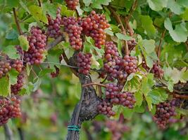 Ripe wine grapes hanging on vine in grape leaves. Close-up bunch of red blue grape growing in vineyard. Autumn harvest of grapes. Grapes cultivation for the production of wine photo