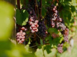 Ripe wine grapes hanging on vine in grape leaves. Close-up bunch of red blue grape growing in vineyard. Autumn harvest of grapes. Grapes cultivation for the production of wine photo