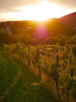 Bright picturesque sunset with lens flare in vineyard rows during harvest season. Grapes cultivation for the production of wine in vineyards in Vienna, Kahlenberg mountain photo