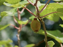 Kiwi fruit growing on a tree photo