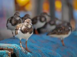 A group of small birds Turnstone on the beach on a sunny day photo
