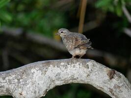 Small cute bird on a tree branch photo
