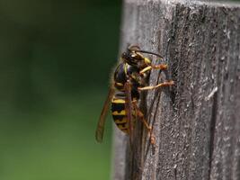 Macro photo of a bee seating on a wood