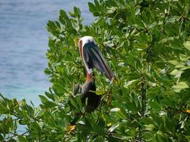 Broun pelican seats on a mangrove tree brunch on Aruba beach photo