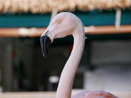 Flamingo on the Aruba beach close up photo