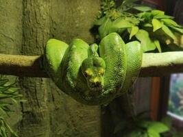A long, green, scaled snake was coiling and squeezing peacefully on a branch photo