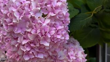 Blooming of Hydrangea macrophylla flower photo