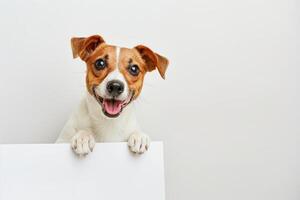 Happy Dog Holding Blank Signboard and Smiling at Camera Against White Background photo