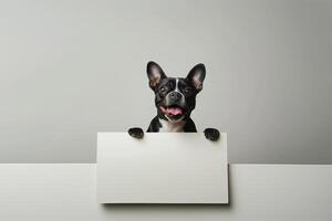 Cute French Bulldog Holding Blank Signboard with Happy Expression photo