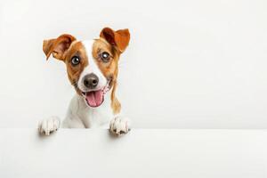 Happy Dog Sitting and Holding a Blank Signboard Against a White Background photo
