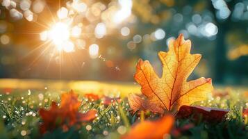 Close-Up of a Shining Oak Leaf on Grass During Sunrise with Dew Drops photo