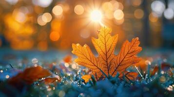 Close-Up Photo of an Oak Leaf Shining in the Grass with Beautiful Bokeh Background