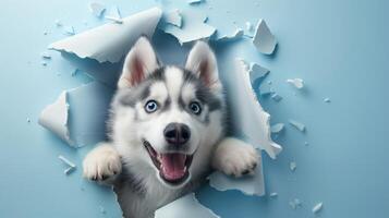 Happy Husky Puppy Breaking Through a White Wall with a Big Smile photo