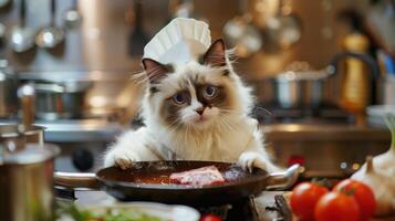 Cute Ragdoll Cat Dressed as Chef Cooking in Kitchen with Vegetables and Meat photo