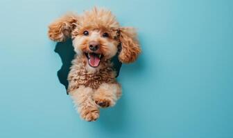 Adorable Brown Poodle Playfully Sticking Head Through Blue Background with a Joyful Expression photo