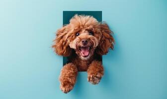 Adorable Brown Poodle Dog Joyfully Popping Through Bright Blue Background with Cheerful Expression photo