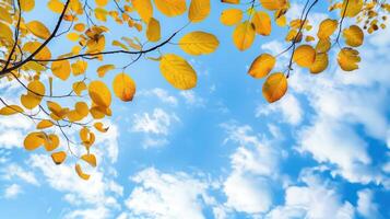 Yellow Autumn Leaves Against a Bright Blue Sky with White Clouds photo