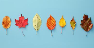 Colorful Autumn Leaves Isolated and Arranged in Order on Blue Background photo