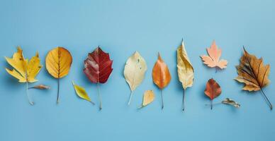 Colorful Autumn Leaves Arranged in a Row on a Blue Background photo