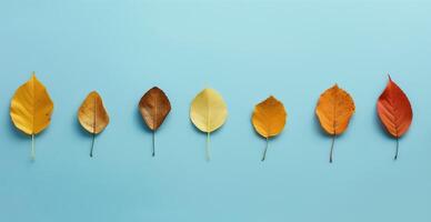 Autumn Leaves Arranged In Order On Blue Background Capturing Fall Colors photo