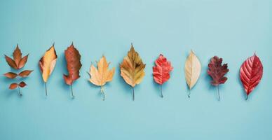 Colorful Autumn Leaves Arranged in a Row on Light Blue Background photo