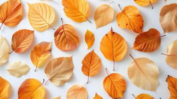 Dry Yellow and Orange Leaves on White Background Showing Autumn Foliage photo