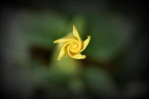 a yellow flower with a spiral on it photo