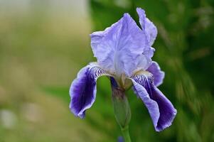 a purple iris is standing in the grass photo