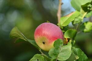 an apple is on a branch with leaves photo