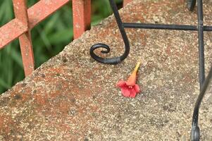 a flower laying on the ground next to a metal railing photo