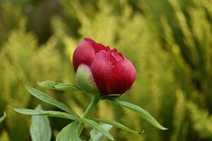a red peony flower in front of a green plant photo