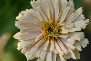 a close up of a flower with a green center photo