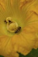 a bee is in a yellow flower photo