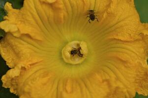 a bee is on the center of a yellow flower photo