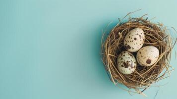 Easter holiday banner greeting card with pastel painted eggs in bird nest on bright blue backround photo