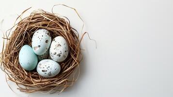 Easter holiday banner greeting card with pastel painted eggs in bird nest on white backround photo