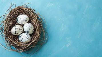 Easter holiday banner greeting card with pastel painted eggs in bird nest on bright blue backround photo