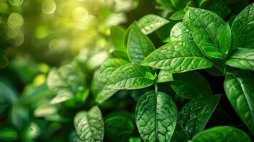 Close-up of lush green leaves with a soft, blurry background, creating a serene, nature-inspired scene video