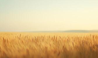 Serene wheat field, golden stalks, gentle wind photo