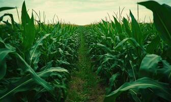 Serene cornfield, endless rows, lush green, soft breeze photo