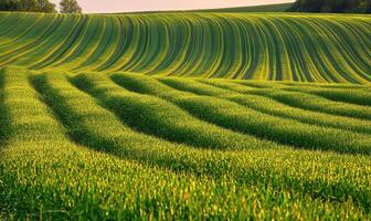Serene cornfield, endless rows, lush green photo