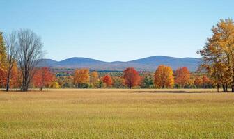 Tranquil fall landscape, open field, colorful trees photo