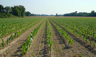 Serene cornfield, endless rows, lush green photo
