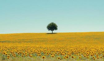 Sunflower field with a lone tree photo